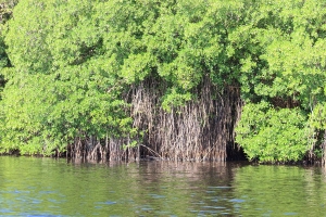 Destina CONAFOR 49.9 mdp para restaurar manglares de Campeche