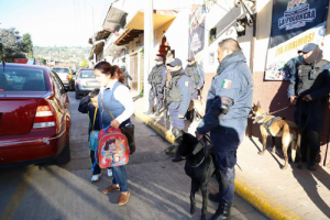 Fortalecen estrategias de seguridad en Zacatlán con unidad canina K9
