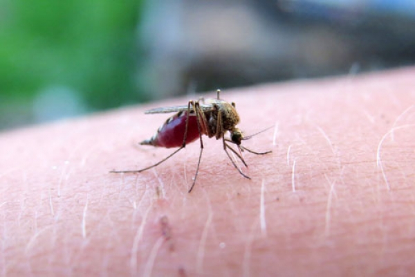 736 personas con dengue: Salud