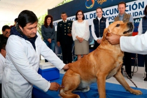 Se aplicarán un millón 200 mil vacunas a perros y gatos para mantener erradicada la rabia en Puebla