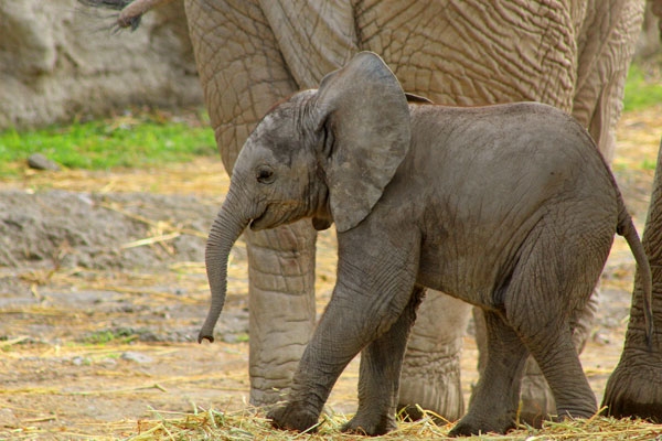 El elefante africano mide 80 cm y pesa 110 kg y se encuentra en perfecto estado de salud.