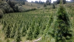 Ofrece México 800 mil árboles para navidad 2016