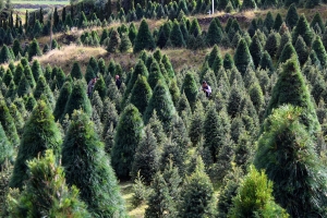 Ofertan productores mexicanos 466 mil árboles de Navidad naturales