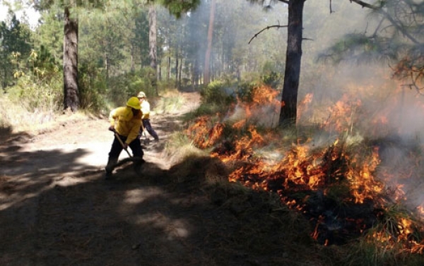 Con 359 incendios forestales en el  2018, con afectación de 5,203 hectáreas