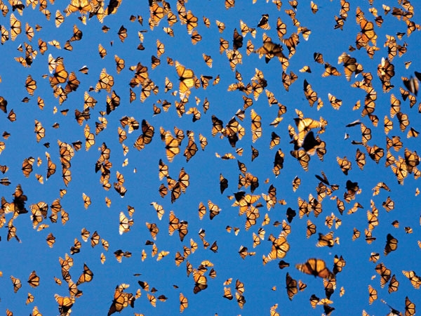 Millares de mariposas Monarca llegan a México desde Canadá, cada año.