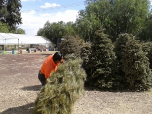 Habilitan 160 centros de acopio de árboles de Navidad en todo el país