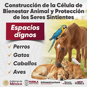 Banner “CONSTRUCCIÓN DE CÉLULA DE SERES SINTIENTES”