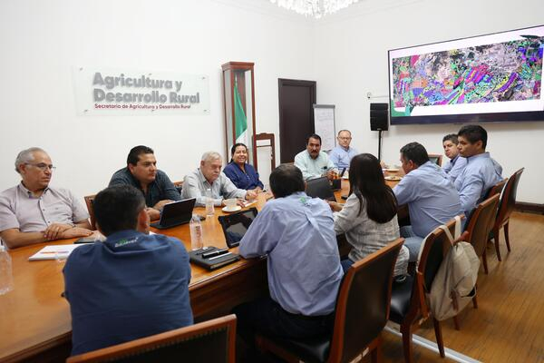 SDRA combate plagas en caña de azúcar