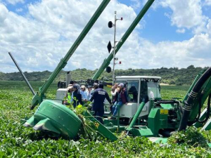 Con tecnología, Puebla retirará lirio en Valsequillo