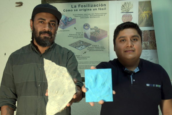 Investigadores BUAP amplían registro de dinosaurios