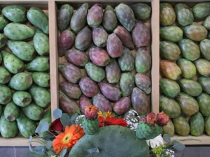 Logran protecci&oacute;n para la Tuna Rojo Vigor