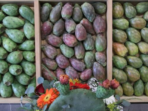 Logran protecci&oacute;n para la Tuna Rojo Vigor