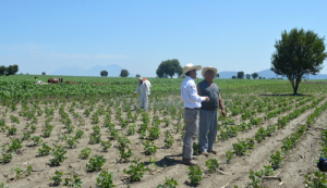 Granjas Carroll genera economía e impulsa al sector agrícola