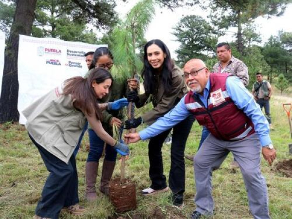Puebla reforesta Cerro Zapotecas y liberan dos halcones