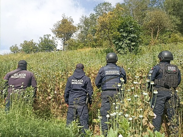En Zoquitlán, aseguran sembradío de amapola