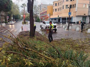 Enorme árbol cae en Avenida Juárez; no hay lesionados