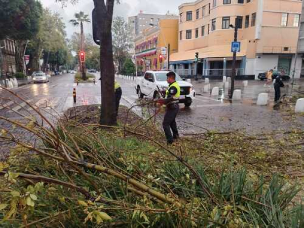 Enorme árbol cae en Avenida Juárez; no hay lesionados