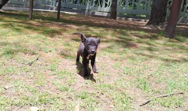 SEDIF impide maltrato animal en Huaquechula