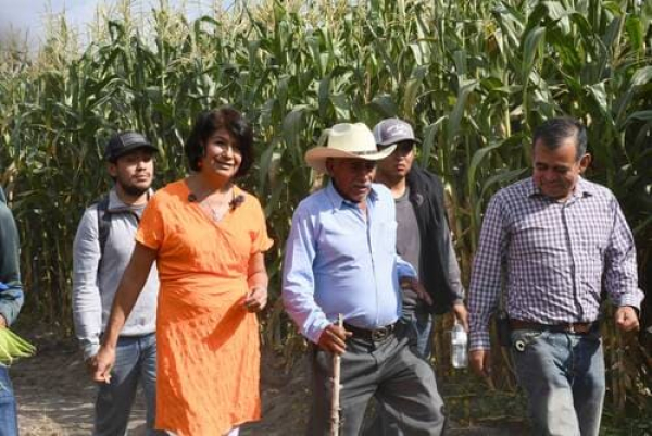 UTH cosecha 14 toneladas de maíz híbrido