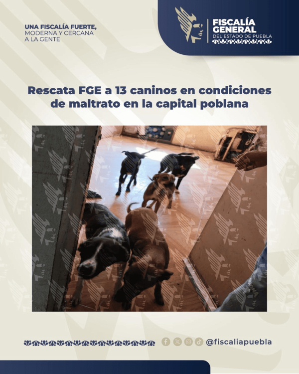 FGE rescata 13 caninos en Villa Verde II
