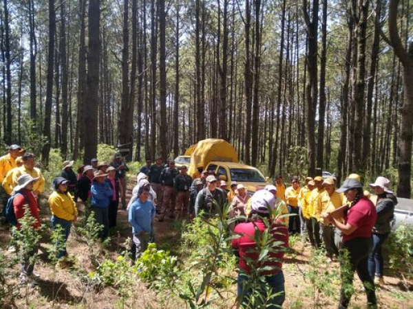 Puebla refuerza parque La Malinche con 50 mil pinos