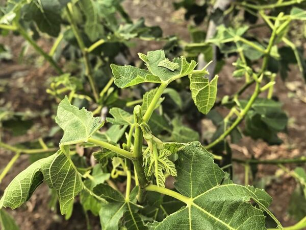 Evalúan daños agrícolas tras intensa granizada