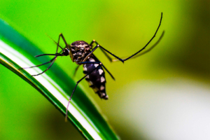 14 nuevos contagios por dengue: Salud