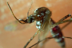 Acumula Puebla 4 mil 206 contagios por dengue en 2024: Salud