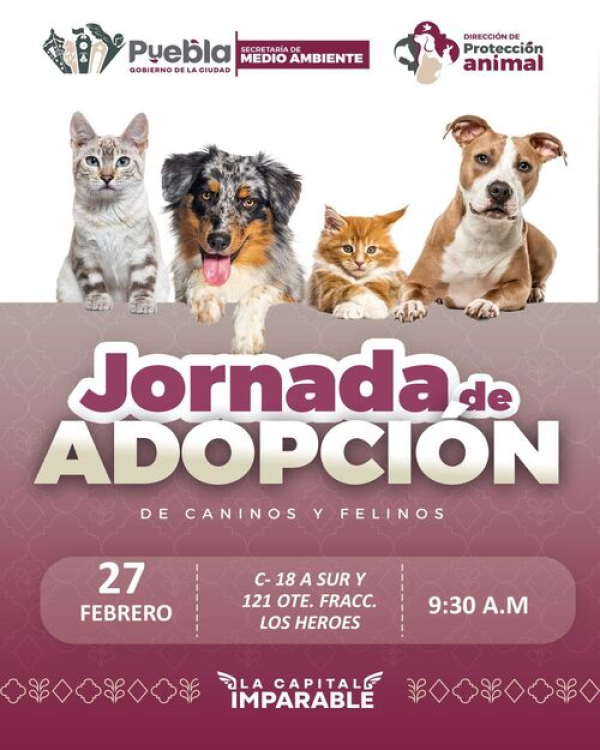 Gatitos y Perritos buscan un nuevo hogar