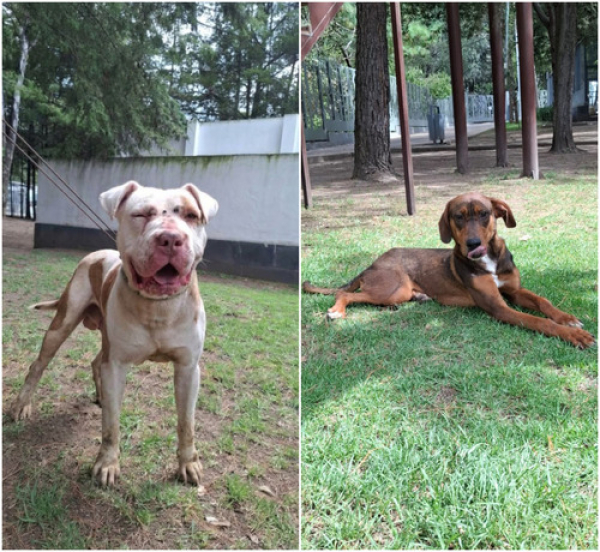 DIBA rescata a perritos en condiciones de abandono