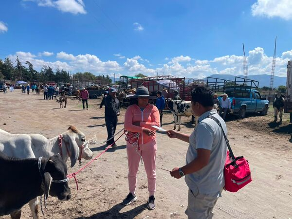 Intensifican prevención contra gusano barrenador
