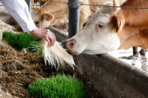 Especies menores mejor alimentadas por capacitaci&oacute;n de Altosano Granjas Carroll