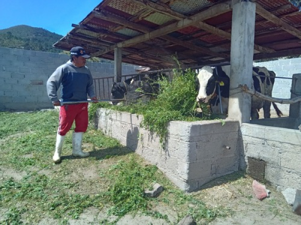 Altosano Granjas Carroll impulsa cultivos rotativos en dos estados