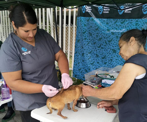 Acciones para mantener a México libre de rabia