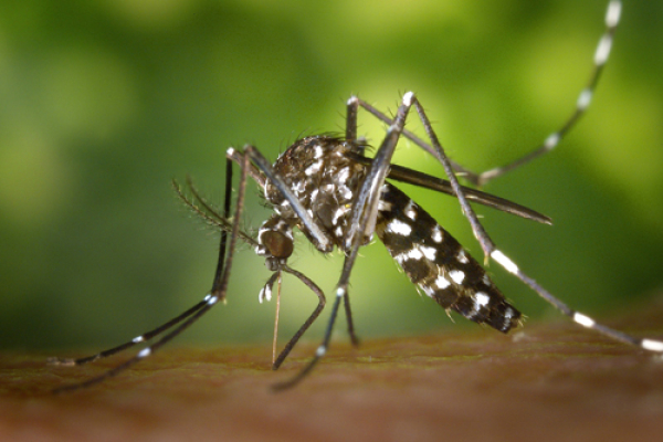 13 nuevos contagios por dengue: Salud