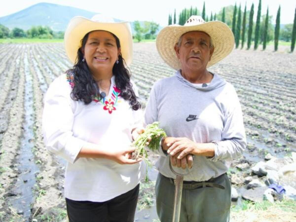 Atlixco inicia siembra de cempasúchil