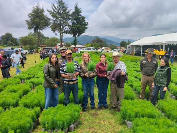 Van 626 mil árboles plantados en Zacatlán