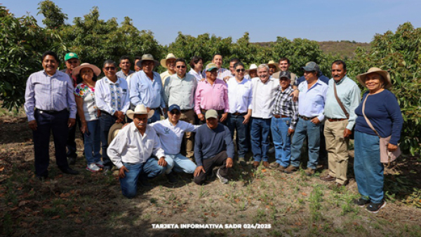 El aguacate orgánico debe de ser protegido ante las plagas