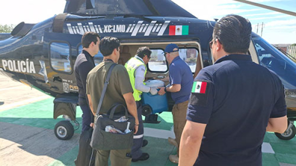 De Puebla a la CDMX se trasladó vía aérea órganos