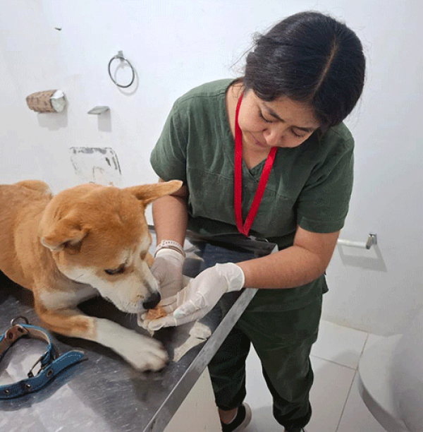 Gobierno del Estado protege a Akari ante un caso de maltrato animal