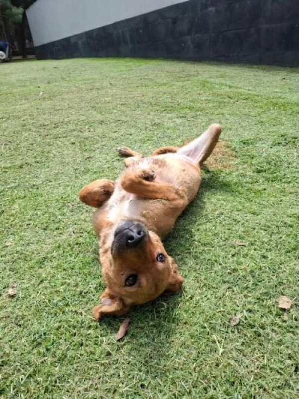 Rescatan a dos perritas por maltrato en Amalucan