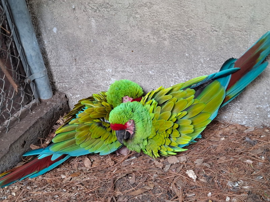 Conoce a los nuevos inquilinos de Flor del Bosque