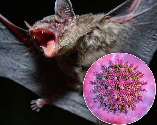 Tras brote en India, Virus Nipah en vigilancia: OMS