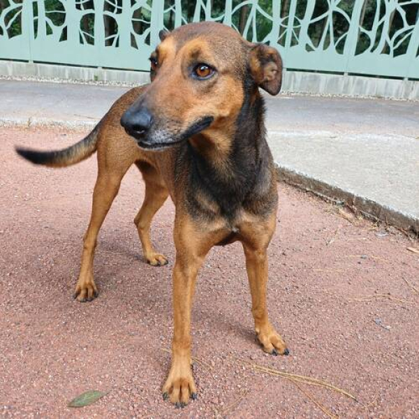 SEDIF asegura dos perros abandonados en Caleras