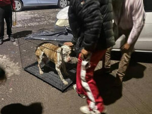 IBA, FGE y Protección Animal rescatan a perro