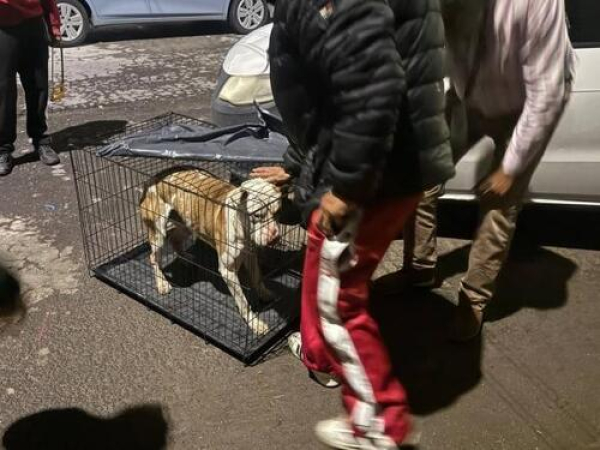 IBA, FGE y Protección Animal rescatan a perro