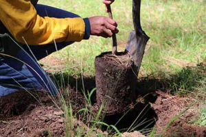 Se destinarán 300 mil plantas a la Mixteca