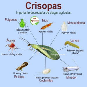 Con Crisopas, Granjas Carroll reduce los pesticidas y protege los cultivos