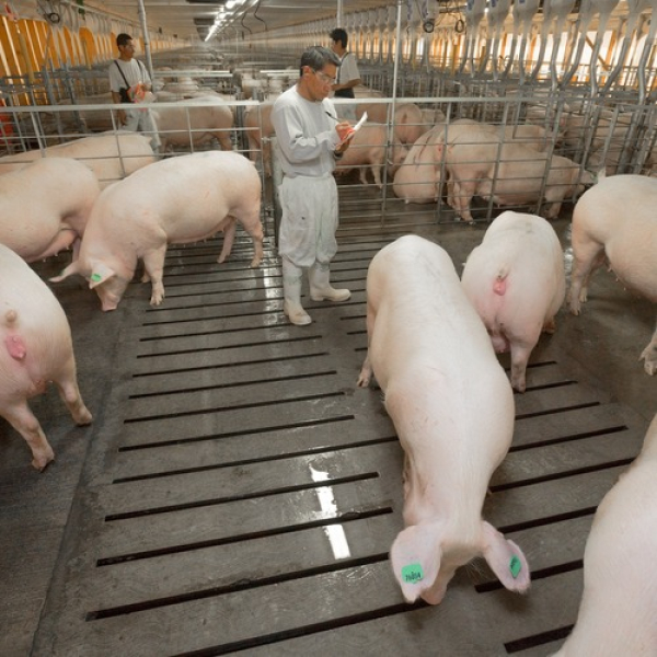 Altosano Granjas Carroll recertificación internacional en bienestar animal
