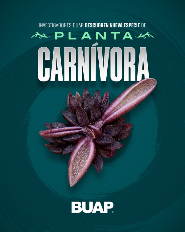 BUAP descubre nueva planta carnívora
